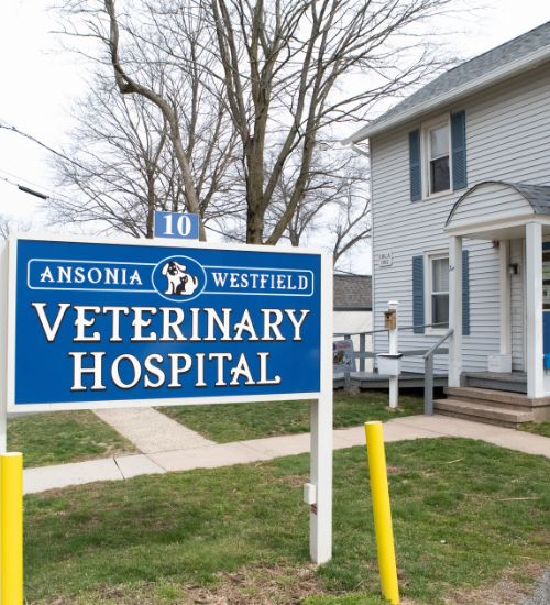 Photo Gallery Vet Clinic In Ansonia, CT