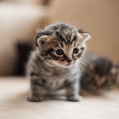 kitten standing on couch