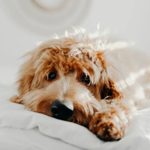 dog laying in bed