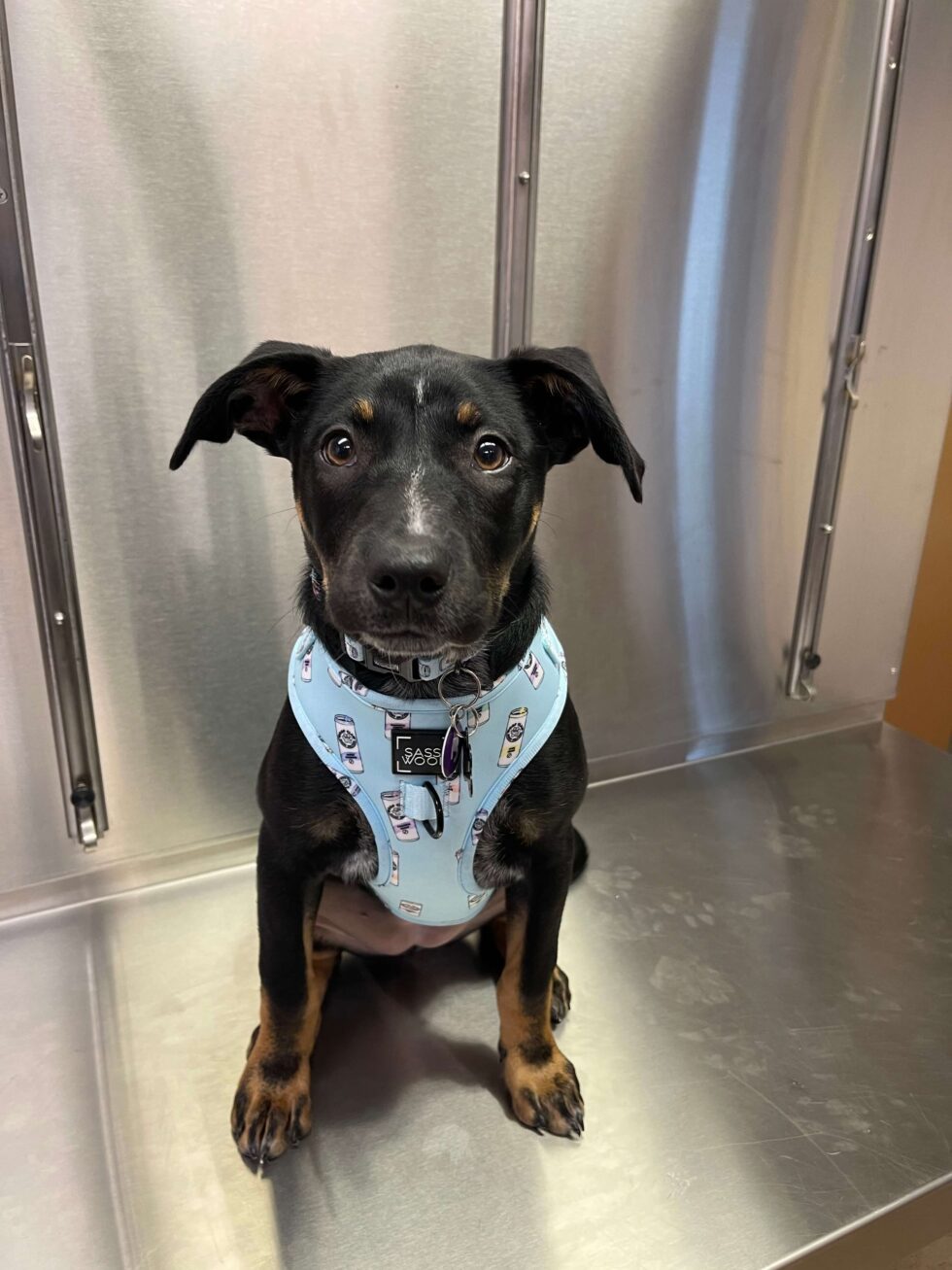 Photo Gallery Vet Clinic In Ansonia, CT