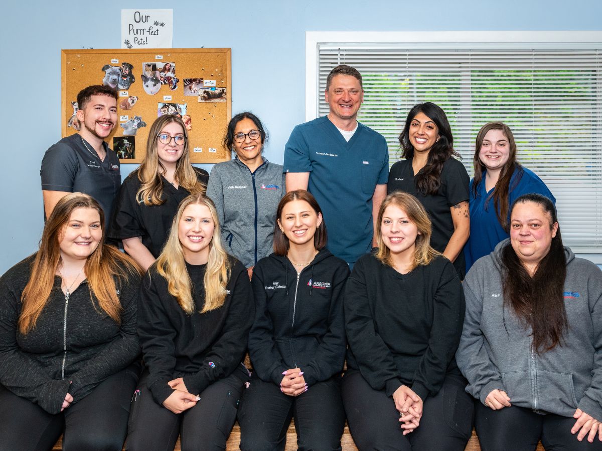 Ansonia Veterinary Hospital Team Home Ansonia Veterinary Hospital Team
