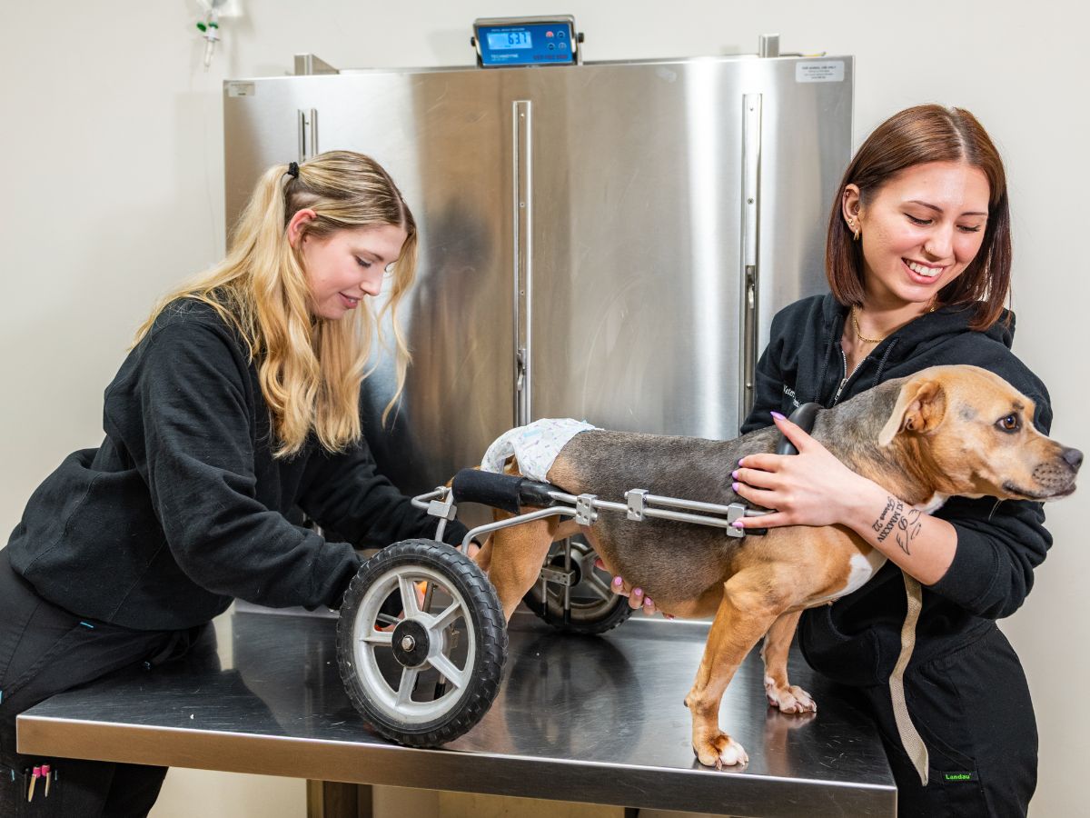 Veterinary Technicians with a dog