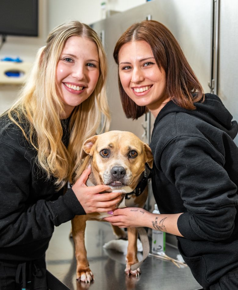 surgical-information-banner Vet technicians with a dog