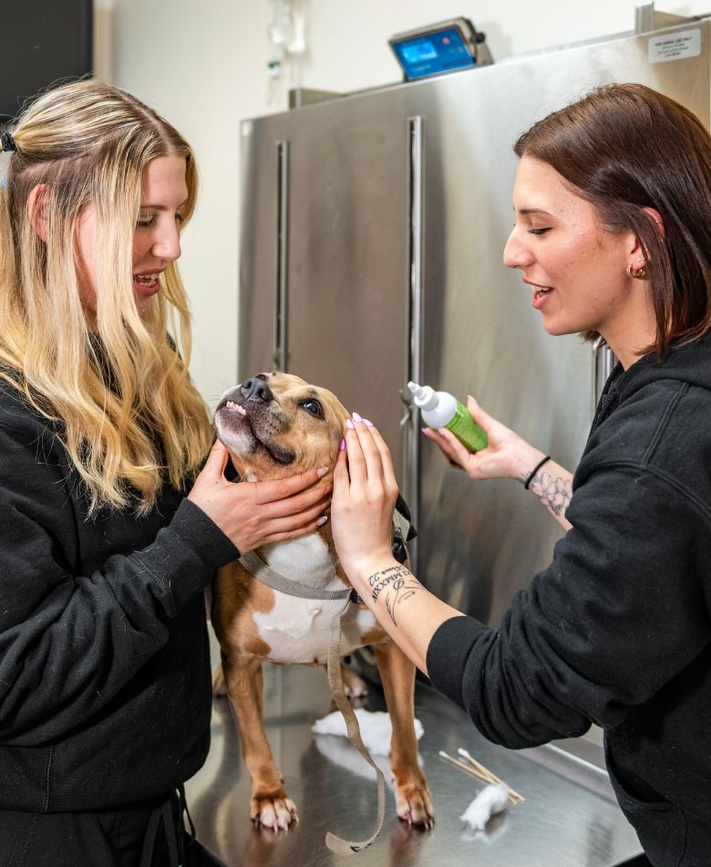 vet resources banner vet technicians caring for a dog