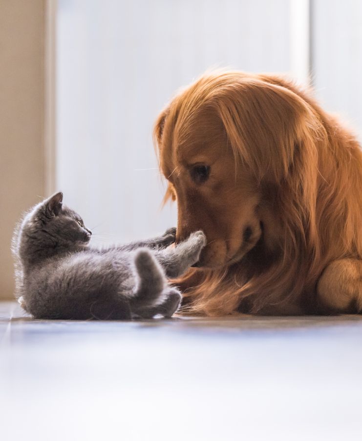 person holding puppy